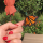 Why Would You Start Raising Monarch Butterflies?