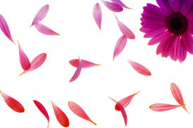 flower petals